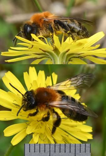 Réf. 339 271 : Andrena nitida